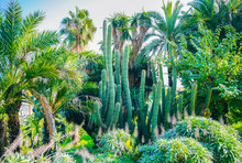 Cactus Outdoors. Palm Trees In The Park. Beautiful Succulents. Hot Sunny Day.