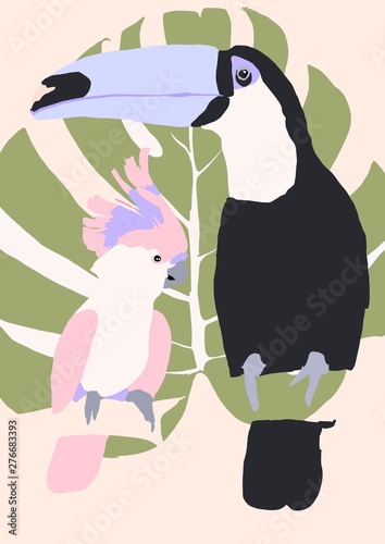 toucan and cockatoo illustration