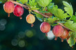 Gooseberry. Fresh organic berries of the gooseberries grow on the branch