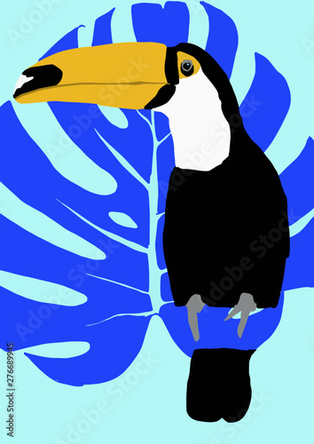 toucan
