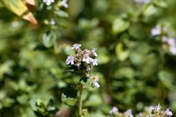 Wall Mural - Macro photo of of lemon thyme, Thymus citriodorus.