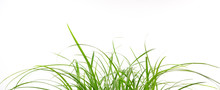 Fresh Spring Green Grass For A Nice Smoothie For Detox At White Background With Copy Space For Your Own Text Or Just For Decoration