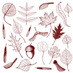 Big collection of engraved forest leaves and seeds. Hand drawn outline illustration of different types of leaves like birch, willow, hawthorn, oak, poplar.Various seeds and acorn in vintage style