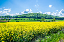 Field With Blossoming Yellow Mustard