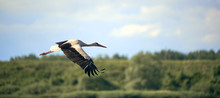 White Stork Flying On Against The Forest And Blue Sky. Background In Blur.