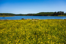 High Mountain Lake During Summer Time, Green Meadow With Beautiful Yellow Flowers In Front. 