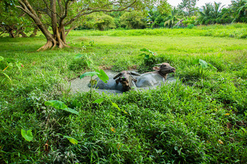 Thai buffalo, male and female, 2 in the mud pond, playing in the rice fields, Phuket, Thailand