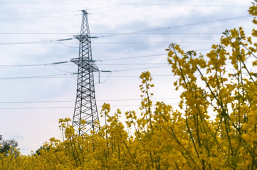 Power line among the yellow wildflowers. Power line in the field.