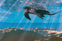 3d Rendering Of Leatherback Sea Turtle Swimming In The Shallow Water