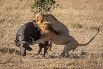 Canvas Print - Two male lion attack buffalo from behind