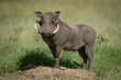 Common warthog stands on mound eyeing camera