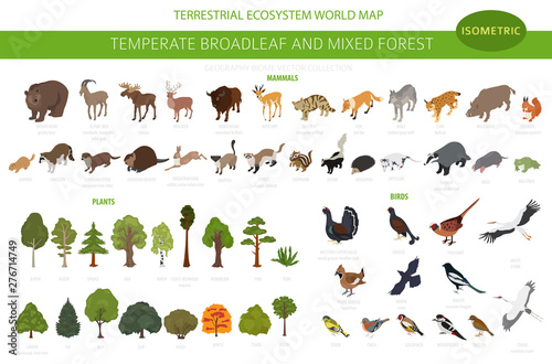Cuadros en Lienzo Temperate broadleaf forest and mixed forest biome