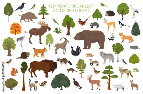 Fotomural Temperate broadleaf forest and mixed forest biome