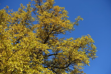 Branches of mulberry against blue sky in autumn