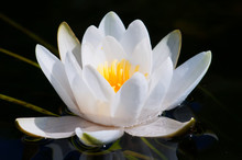 Close-up View Of White Water Lily On Dark Water