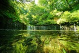 Fototapeta Las - 軽井沢白糸の滝