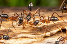 Large Camponotus Carpenter Ants Foraging On Dead Wood On The Rainforest Floor