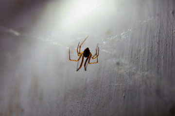 spider on the web, macro shot
