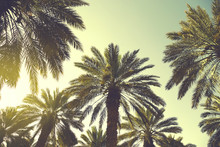 Date Palm Trees Plantation Against Clear Sky. Beautiful Nature Background For Posters, Cards, Blogs And Web Design