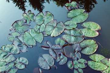 Close up, macro. The surface of the lake, overgrown with leaves of water lilies. Background.