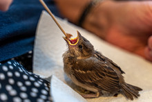 Injured Little Sparrow Is Fed By Hand By An Old Woman