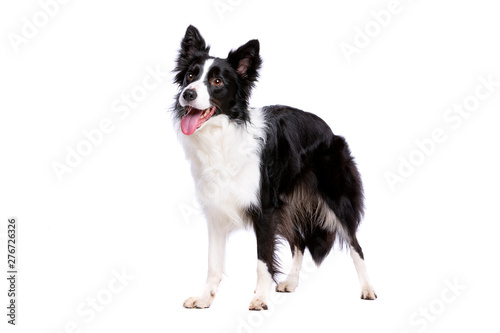Fotografía black and white border collie dog