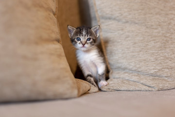 Sticker - Playful kitten on the sofa