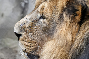 Wall Mural - The head of an adult lion in detail in captivity.