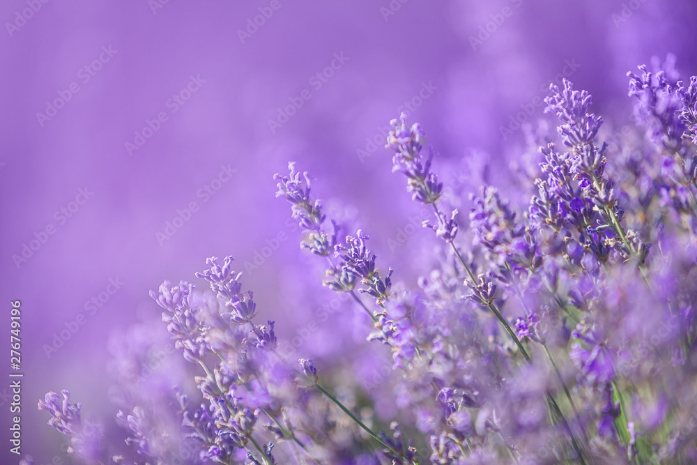 Lavender flowers in a soft focus, pastel colors and blur background ...
