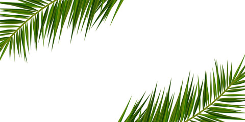 Wall Mural - Summer Tropical palm leaves. Exotic palms tree. Floral Background.