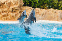 Two Dancing Dolphins At Animal Park