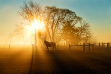 Horse In The Fog At Daybreak