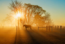 Horse In The Sunlight At Daybreak With Fog