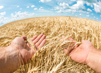 Wheat crop on the field