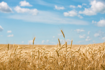 Wheat field