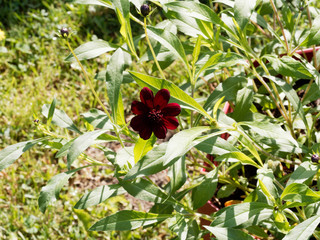 fleur de cosmos atrosanguineus (cosmos chocolat) aux pétales pourpre foncé