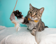 Cute Young Adult Short Hair Rescue Cat Playing With A Cat Toy And Wearing A Bow Tie