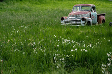 Old Rusty Pickup In A Field Of White Blossoms