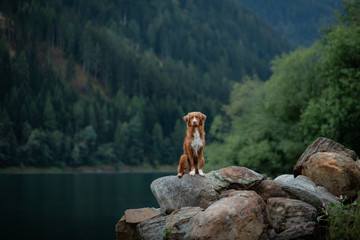 Nova Scotia Duck Tolling Retriever dog on a mountain lake. Travel and hike with a dog