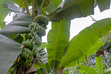 Green Banana tree in the rainforest of Amazon River basin in South America