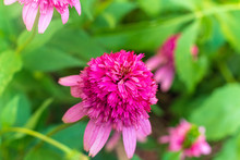 Pink Coneflower In A Garden In Summer.