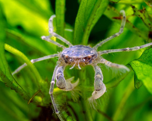 freshwater thai micro crab, limnopilos naiyanetri, photographed on aquatic plants, front view