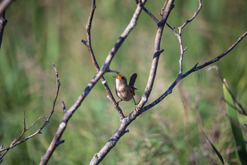 Wall Mural -   The marsh wren (Cistothorus palustris),small North American songbird in the natural environment