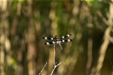 Sticker - Twelve-spotted Skimmer (Libellula pulchella),dragonfly on the natural environment