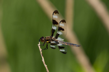 Canvas Print - Twelve-spotted Skimmer (Libellula pulchella),dragonfly on the natural environment