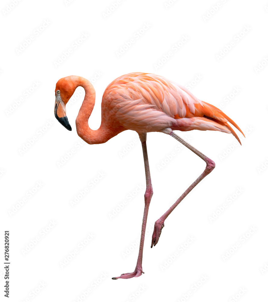 american flamingo bird (Phoenicopterus ruber) isolated on white - obrazy, fototapety, plakaty 
