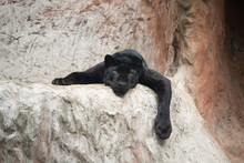 Lazy Black Panther