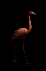 Canvas Print - american flamingo bird in dark backhround