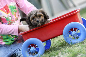 Small Cute Puppy Bring Pushed In Red Wagon Outside 2