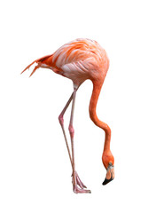 Wall Mural - american flamingo bird (Phoenicopterus ruber) isolated on white